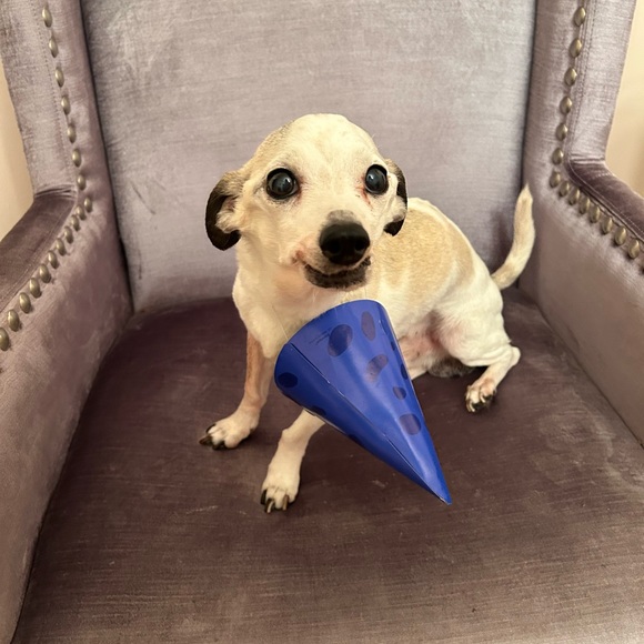 Meet your Posher, Abby - Picture 8 of 10